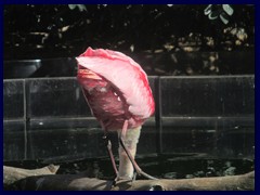 L'Oceanogràfic Oceanarium 089